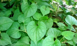 Ảnh minh họa: Internet