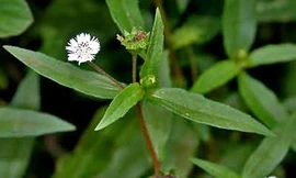 Ảnh minh họa: Internet