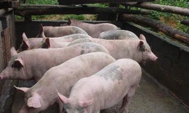 Ảnh minh họa: Internet