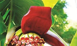 Ảnh minh họa: Internet