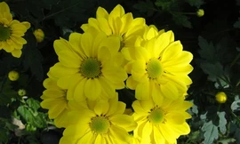 Ảnh minh họa: Internet