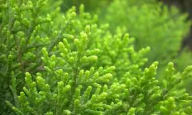 Ảnh minh họa: Internet