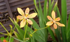 Ảnh minh họa: Internet