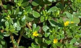 Ảnh minh họa: Internet