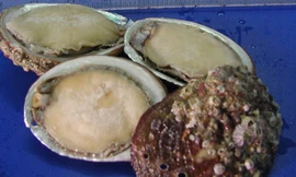 Ảnh mih họa: Internet