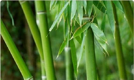 Ảnh minh họa: Internet