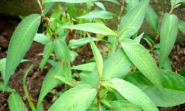 Ảnh minh họa: Internet