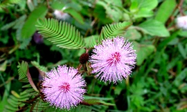 Ảnh minh họa: Internet