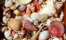 Ảnh minh họa: Internet