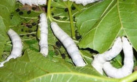 Ảnh minh họa: Internet