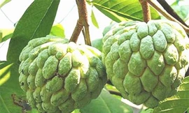 Ảnh minh họa: Internet