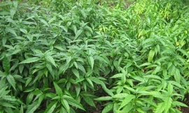 Ảnh minh họa: Internet