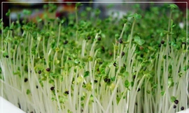 Ảnh minh họa: Internet