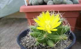 Ảnh minh họa: Internet