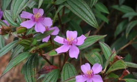 Ảnh minh họa: Internet