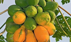 Ảnh minh họa: Internet