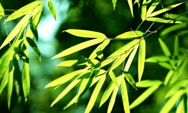 Ảnh minh họa: Internet