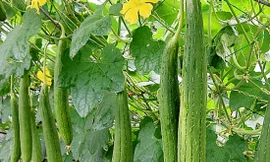 Ảnh minh họa: Internet