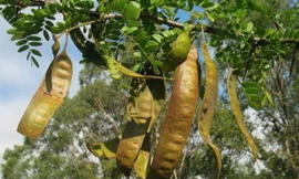 Ảnh minh họa: Internet