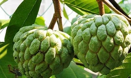 Ảnh minh họa: Internet