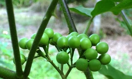 Ảnh minh họa: Internet