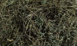 Giảo cổ lam làm giảm sức mạnh đàn ông? 