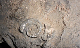 Phát hiện vỉa hóa thạch ốc biển trong động Thiên Đường