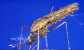 Rào cản tia hồng ngoại giúp đuổi muỗi