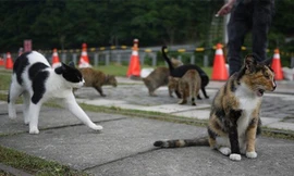 Làng mèo ở Đài Loan hút khách du lịch