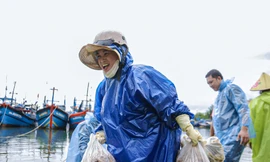 Ngư dân Đà Nẵng đánh bắt gần bờ, thu tiền triệu sau bão