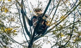 Cận cảnh 'nữ hoàng linh trưởng' quý hiếm trên bán đảo Sơn Trà