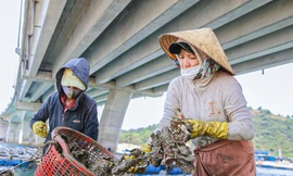 Mùa thu hoạch hàu dưới chân cầu Đề Gi