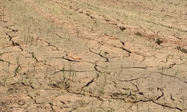 Nông dân Đà Nẵng khốn khổ vì nước nhiễm mặn khiến nhiều ruộng lúa chết khô