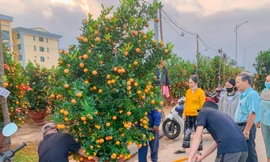 Nắng đẹp, nghề chở hoa thuê ở Đà Nẵng kiếm tiền triệu ngày Tết