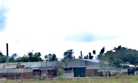 Hàng trăm hộ dân Đà Nẵng bức xúc vì nhà máy thức ăn gia súc ở Quảng Nam gây ô nhiễm