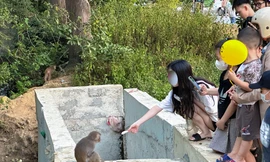 Tái diễn vấn nạn du khách tới bán đảo Sơn Trà cho khỉ ăn