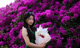 'Sốt' với hoa giấy khoe sắc rực rỡ đôi bờ sông Hàn