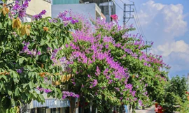 Hoa bằng lăng khoe sắc 'nhuộm tím' phố Đà Nẵng