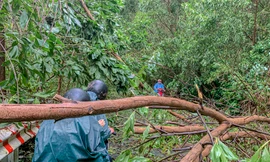 Đà Nẵng ngổn ngang cây ngã đổ sau bão