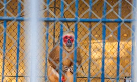 Xót xa cảnh thú rừng trong vườn thú lâu đời nhất Đà Nẵng