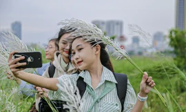 Nô nức check-in cánh đồng cỏ lau trắng đẹp mê mẩn 