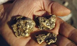 Tìm và đãi vàng bằng vi khuẩn