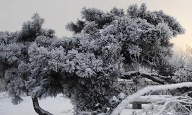 Bí ẩn 'cây trắng' tại Trung Quốc