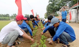 BẢN TIN TÌNH NGUYỆN: Trồng cây 'Vì một Việt Nam xanh'