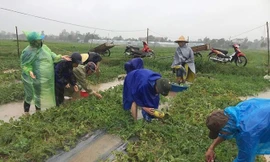 Thanh niên tình nguyện xuống ruộng thu hoạch dưa chạy bão giúp nông dân.