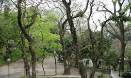 Vườn sưa đỏ trong công viên Bách Thảo