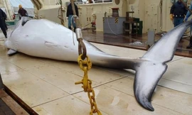 Từ năm sau, Nhật Bản sẽ tiến hành các hoạt động săn bắt cá voi, vốn gây tranh cãi trong cộng đồng quốc tế