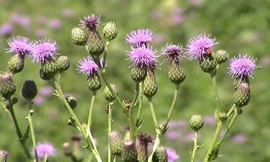 Cây cỏ kế đồng. Ảnh: Invasive.org.