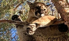 Cận cảnh con báo sư tử mắc kẹt giữa các cành cây tại độ cao 15m