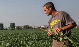 Nông dân Mỹ hiện đang được chính quyền hỗ trợ khắc phục thiệt hại bởi chiến tranh thương mại